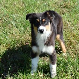 Buoy - Black tri-color female Australian Shepherd puppy in Jameson, Missouri from Sky Creek