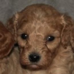 Male 4 - male Cavapoochon puppy in Fredericksburg, Ohio from Timshell Farm Specialty Crossbreed Puppies