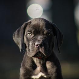 Adam Smasher aka Red collar - Black male Cane Corso puppy in Houston, Texas from Zenith Cane Corso