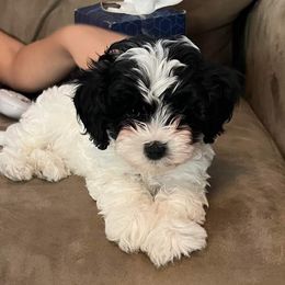 Cavapoos, Goldendoodles, Poodles, and Shihpoos from Sugarland's Texas Goldendoodles