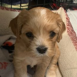BRUNO - Ruby male Cavachon puppy in Draper, Utah from Cavachon Love Chocolate Cavaliers, Cavaliers, Cavachon’s, Cavapoos