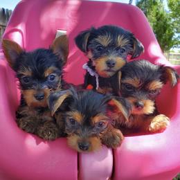 Yorkshire Terriers from J&M Yorke Farm