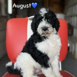 August - Parti male Poodle puppy in Lancaster, Minnesota from Finney Ranch