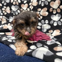 Yorkshire Terrier Puppies from Holly’s House Of Yorkies LLC