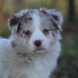 RMG2 - Red merle female Border Collie puppy in Tylertown, Mississippi from Cool Meadow Farms