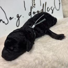 Washington - Phantom male Goldendoodle puppy in Cleveland, Georgia from The O.G. Doodles