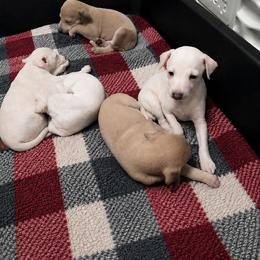 Italian Greyhound puppies from Adornare Kennels