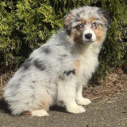 Bmf2 - Blue merle female Australian Shepherd puppy in Chehalis, Washington from Wandering Acres Ranch