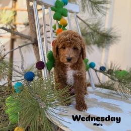 Bernedoodle, Cavalier King Charles Spaniel, Cavapoo, Goldendoodle, and Poodle Puppies from Gypsi Doodles & Poodles LLC.