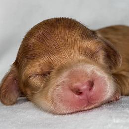 Jasmine - Red female Dachshund puppy in Winamac, Indiana from WZ Kennels
