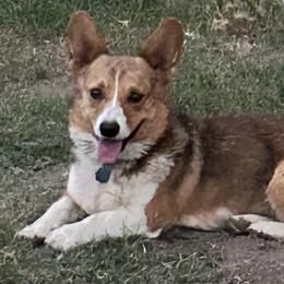 Rizzo - Pembroke Welsh Corgi
