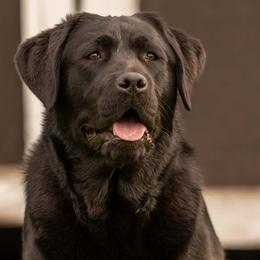 Labrador Retrievers from Buckley Labradors
