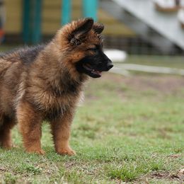 German Shepherd Puppies from Vom Cronje Haus German Shepherds