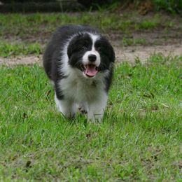 Border Collie Puppies from Shorewind Border Collies