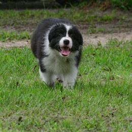 Border Collie Puppies from Shorewind Border Collies