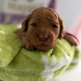 Slinky - Red  female Goldendoodle puppy in Moreno Valley, California from Rainbow SoCal Doodles