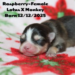 Raspberry - Wolf sable female Pomsky puppy in Centerville, Iowa from LJ Kennels Pomskies, LLC