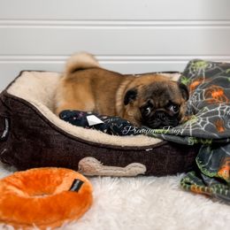 Alice (Apricot) - Fawn female Pug puppy in Shady Hills, Florida from Premium Pugs