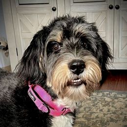 Lucy - Bernedoodle