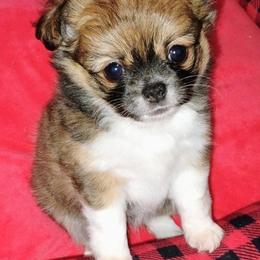 Chihuahua puppies from Roodhaus Chihuahuas