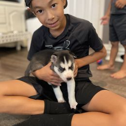Siberian Husky Puppies from Husky Love and Pups