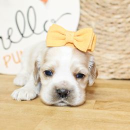 Molly - Buff and white female Cocker Spaniel puppy in Rattan, Oklahoma from Double M Cocker Spaniels