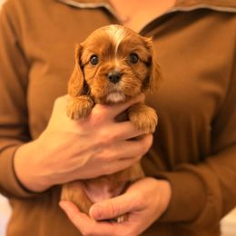 Scooby (red collar) - Ruby male Cavalier King Charles Spaniel puppy in Acworth, Georgia from Cumberland Cavaliers