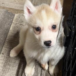 Nemo (Grey) - Delivery Available - Gray and white male Siberian Husky puppy in Los Angeles, California from Limitless Huskies