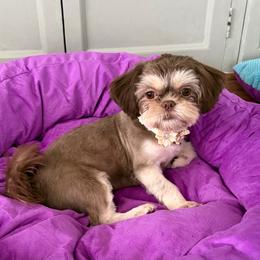 Gabby - Chocolate and tan female Shih Tzu puppy in Connersville, Indiana from Sugar and Spice Shihtzus