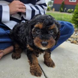 Nacho - Black and tan male Cavapoo puppy in Sugarcreek, Ohio from True Hearted Doodles