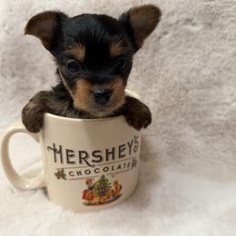 Puppy C - Black and tan male Yorkshire Terrier puppy in Hudson, Florida from MCM Acres