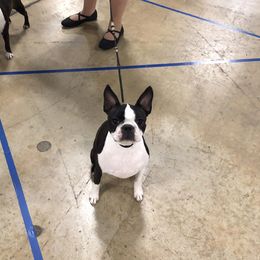 Moët - Boston Terrier