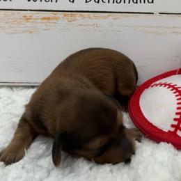 Phoenix AKC Boy 2 - Sable male Dachshund puppy in Sumrall, Mississippi from JP’s Dachshunds
