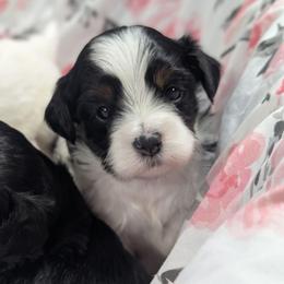Lisa - Black and white female Shihpoo puppy in Coshocton, Ohio from Forever Family Puppies