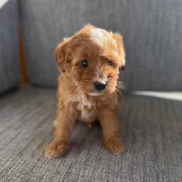 Girl 1 - Red female Bernedoodle puppy in Spring Hill, Florida from Ohana Doodles x Frenchies