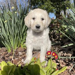 Bernedoodle and Goldendoodle Puppies from White Oak