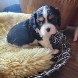 Cavalier King Charles Spaniel Puppies from Duchess Cavaliers