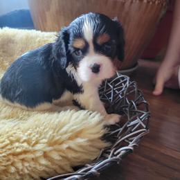 Cavalier King Charles Spaniel Puppies from Duchess Cavaliers