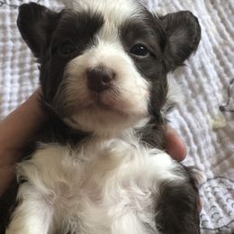 Aussiedoodle Puppies from Ohana Companions