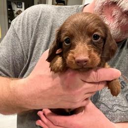None - Chocolate and tan male Dachshund puppy in Spokane, Washington from Dearhaven Doxie