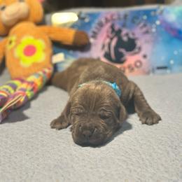 Miracle City Teal - Gray female Cane Corso puppy in Conroe, Texas from Miracle City