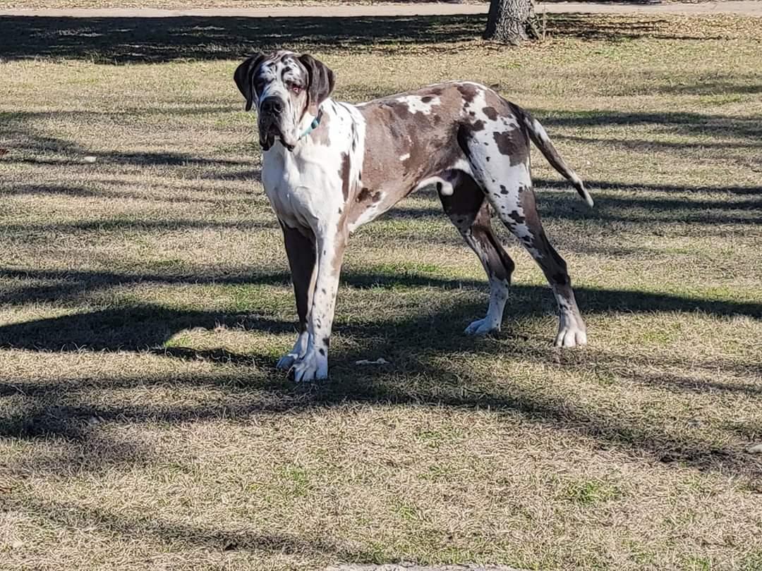 Baron