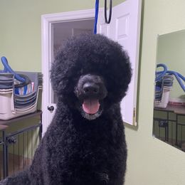 Cleopatra - Portuguese Water Dog