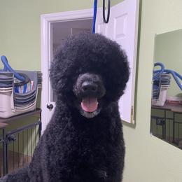 Cleopatra - Portuguese Water Dog