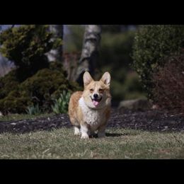 Max - Pembroke Welsh Corgi