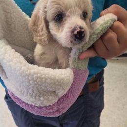 Yoda - Cream male Aussiedoodle puppy in Cumberland, Rhode Island from W Doodle Crew