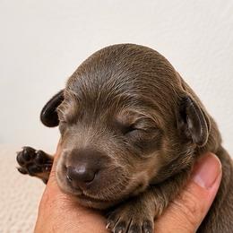 Baron - Cream male Dachshund puppy in Deming, New Mexico from FoxieDoxies of New Mexico