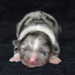 Australian Shepherd Puppies from Driftless Australian Shepherds