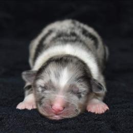 Australian Shepherd Puppies from Driftless Australian Shepherds