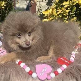 Oakley - Lavender male Pomeranian puppy in Sandia, Texas from Broken Arrow Poms